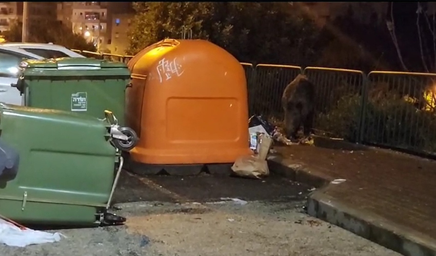החזיר מנשנש ברחוב הנטקה