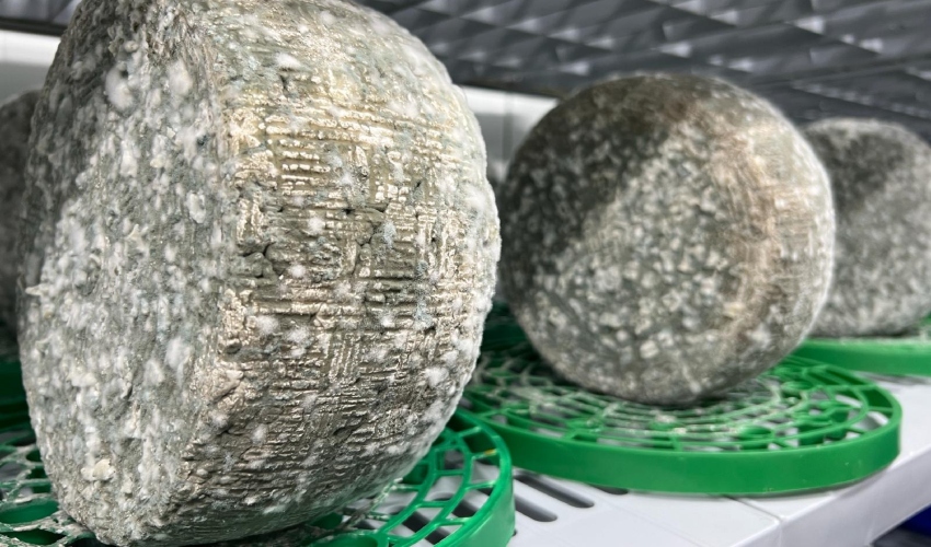 גבינה כחולה במקרר העובש (צילום: חגית הורנשטיין)