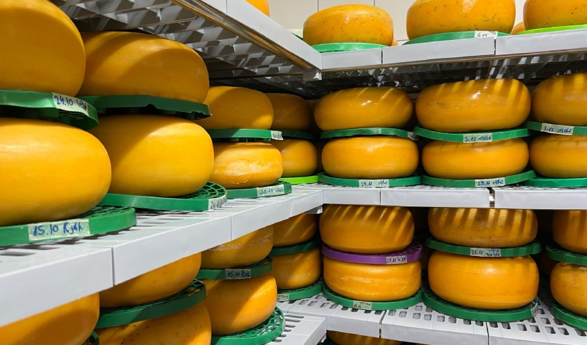 קודש הקודשים. מקרר הגבינות הקשות והחצי קשות (צילום: חגית הורנשטיין)