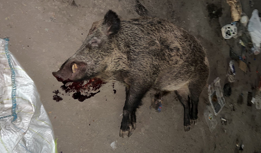 חזיר בר ירוי (צילום: שימוש לפי סעיף 27א' לחוק זכויות יוצרים)
