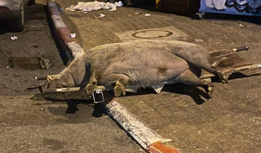 החזיר שנורה ברחוב כספרי (צילום: קארין ארד)