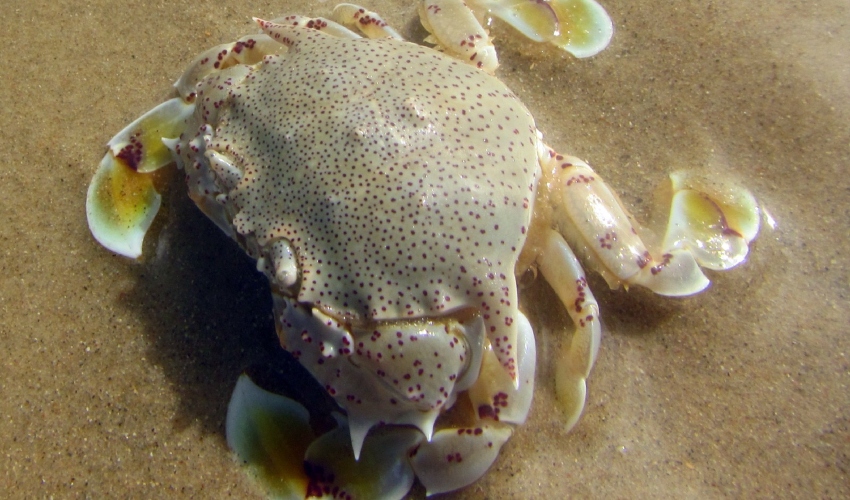 הסרטן ממין מטוטה ויקטור (צילום: ד"ר שי שפיר)