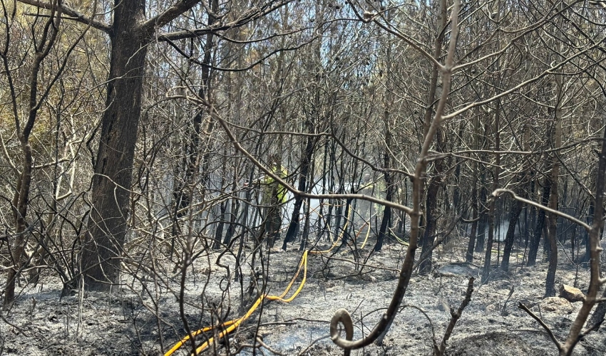 נזקי השריפה ביערות הכרמל (צילום: רשות הכבאות וההצלה)