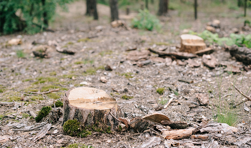 עצים כרותים (צילום: VitalikRadko/depositphotos.com)