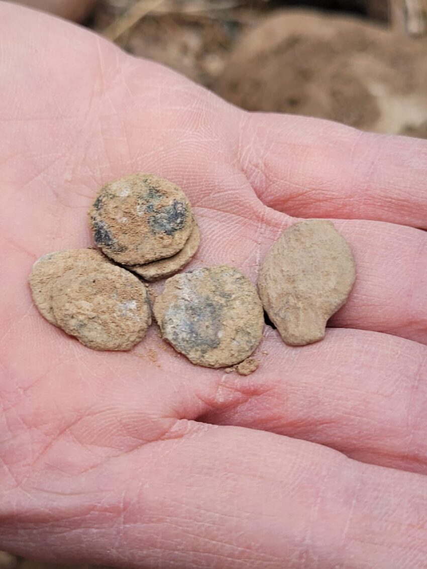 מטמון המטבעות מימי החשמונאים (צילום: ד"ר שי בר)