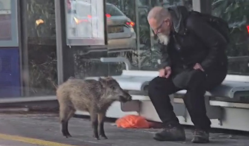 גור החזירים בתחנת המטרונית בקרית חיים (צילום: יקי לוי)