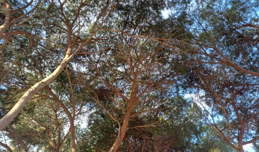 עצי אורן (צילום: ליאור פרי)