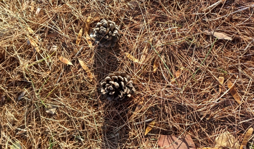 אצטרובלים (צילום: ליאור פרי)