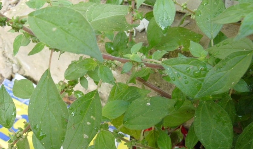 כתלית יהודה (צילום: דוברות כללית)