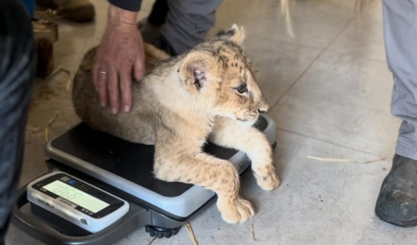 אחד מגורי האריות בבדיקה וטרינרית (צילום: דוברות עיריית קרית מוצקין)