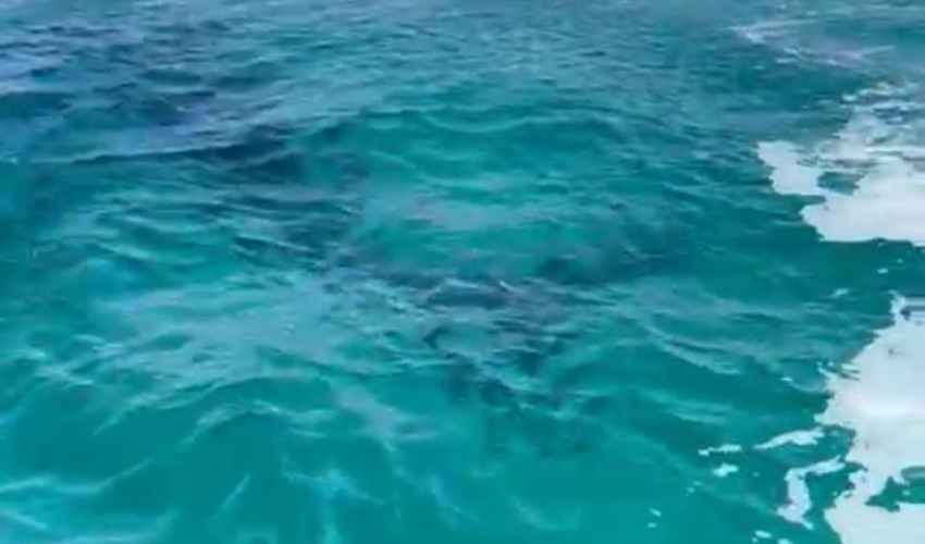 כריש נצפה בחופי חיפה (צילום: עיריית חיפה)