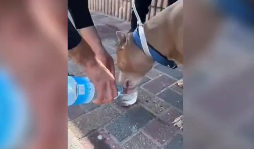 כלב הפיטבול שחולץ מדירה בקרית ים (צילום: דוברות המשטרה)