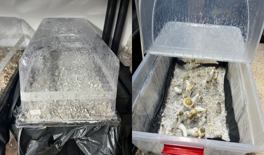 פטריות הזיה וסמים שנתפסו בביתו של החשוד (צילומים: דוברות המשטרה)