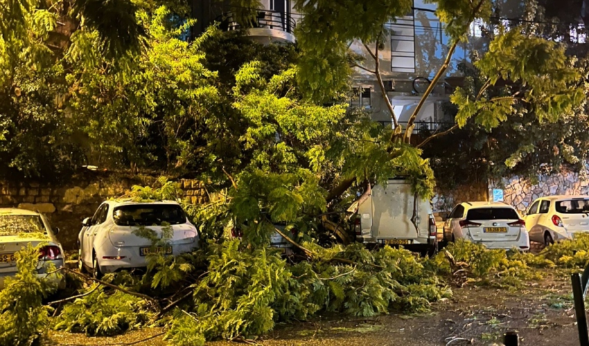 עץ שקרס על רכבים ברחוב מסדה (צילום: קטיה צ'ייסר)