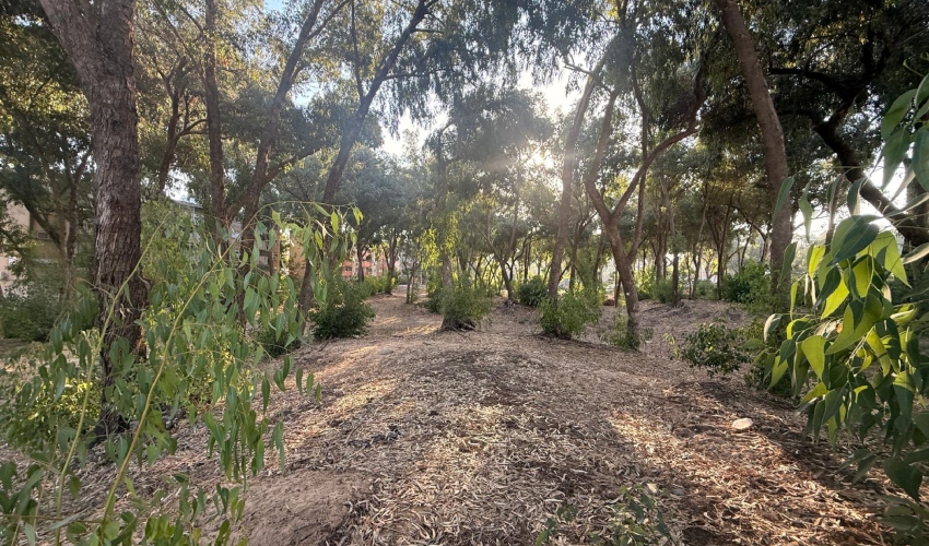 חורשת האקליפטוסים בקרית חיים (צילום: דוברות עיריית חיפה)