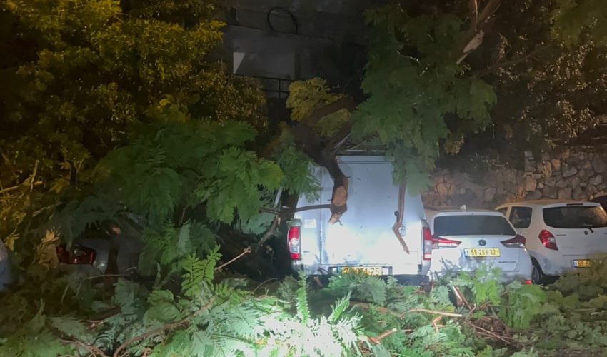 עץ שקרס על רכבים ברחוב מסדה (צילום: קטיה צ'ייסר)