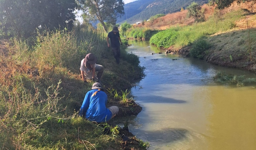 מחקר בגדות נחל הקישון (צילום: צילום: רשות נחל הקישון)