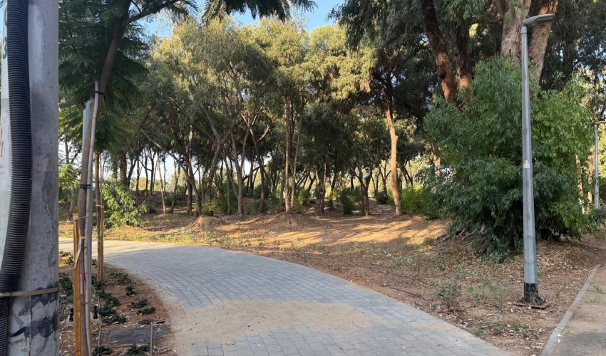 חורשת האקליפטוסים בקרית חיים (צילום: דוברות עיריית חיפה)