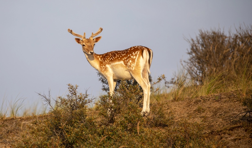 יחמור פרסי (צילום: EBFoto/depositphotos.com)