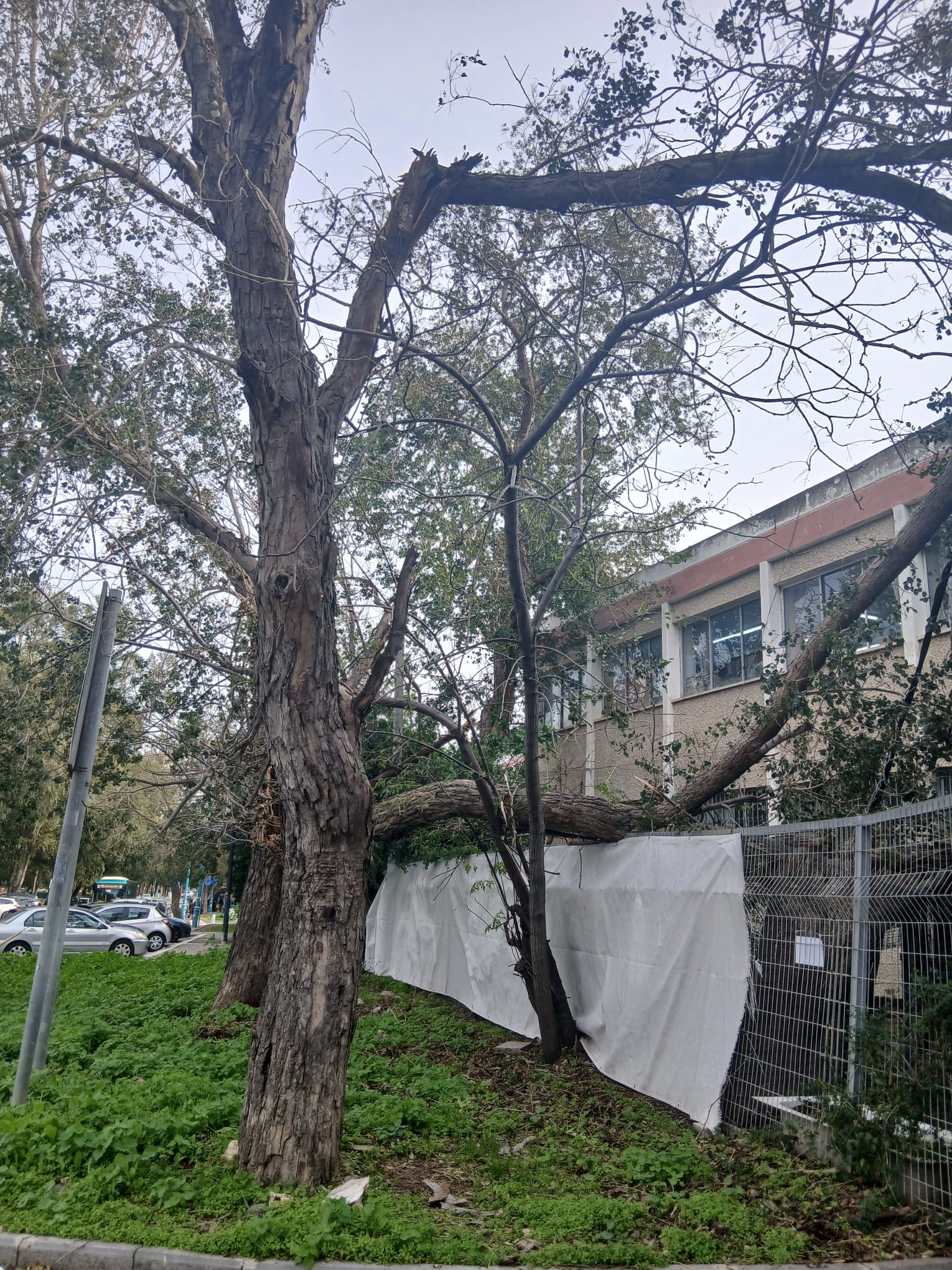 העץ שקרס בקרית אליעזר (צילום: ורד חנין)
