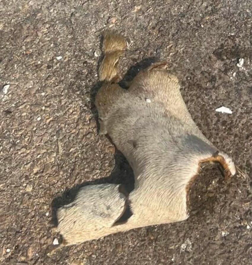שרידי בעלי חיים שנמצאו בטירת כרמל