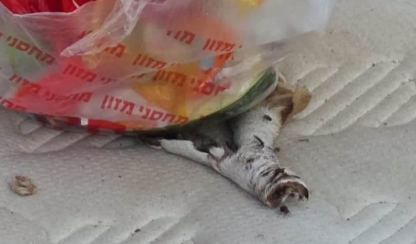 שרידי בעלי חיים שנמצאו בטירת כרמל