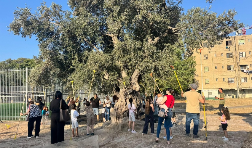 מסיק בפסטיבל "זית ישראלי" (צילום: דוברות עיריית טירת כרמל)