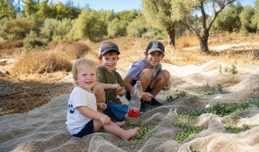 פסטיבל עץ הזית (צילום: דוברות השומר החדש)